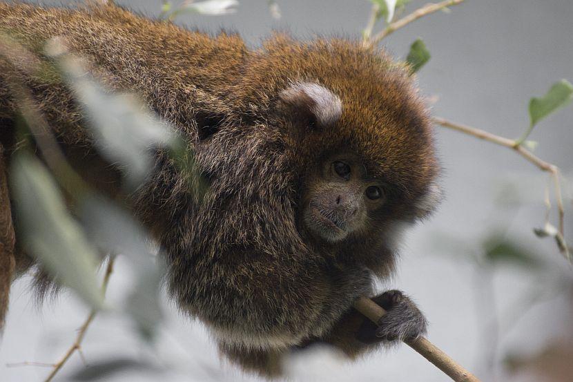 Titi monkey