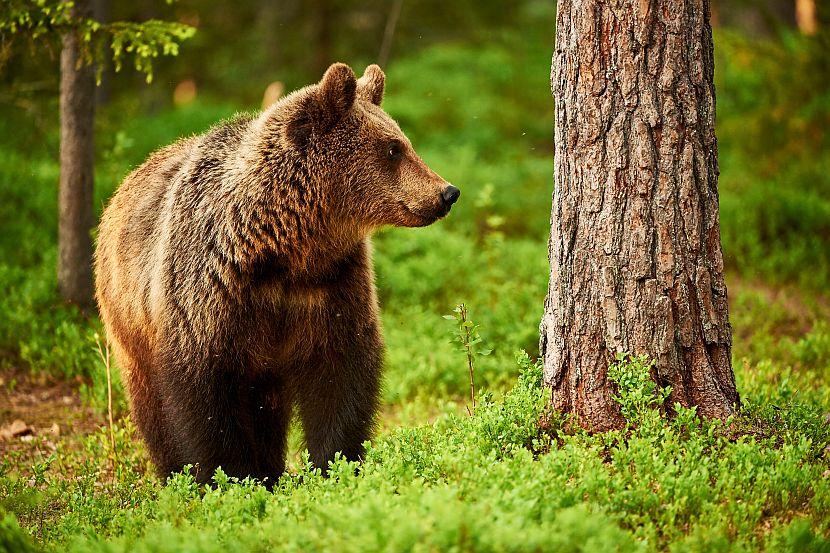 Brown bear