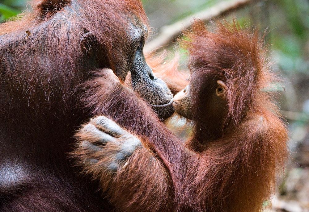 Orangutan - Best Mothers in the Animal Kingdom