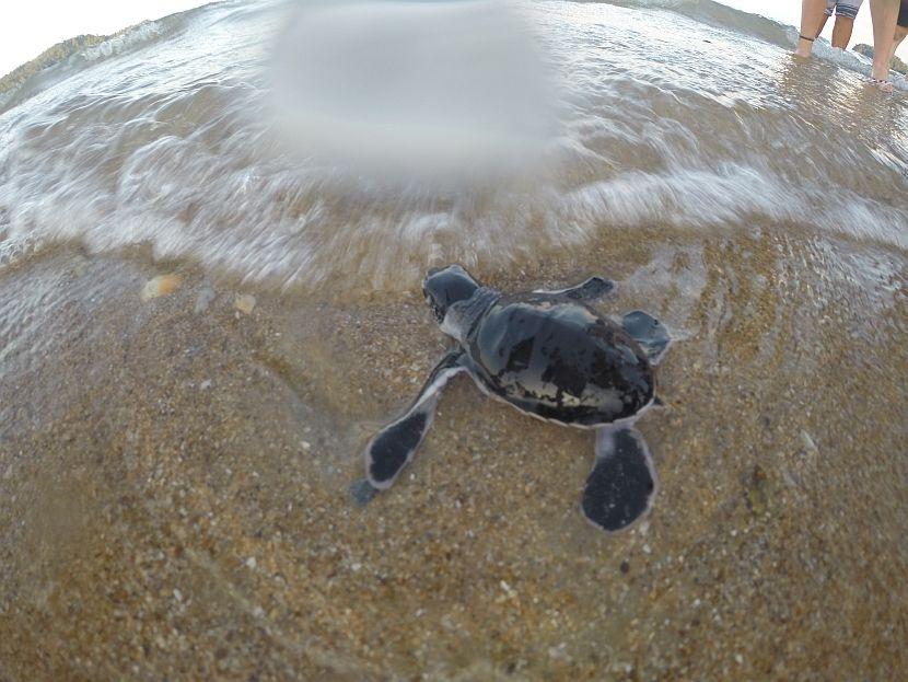 Turtle Release