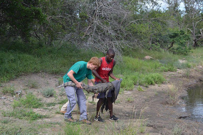 Crocodile Release