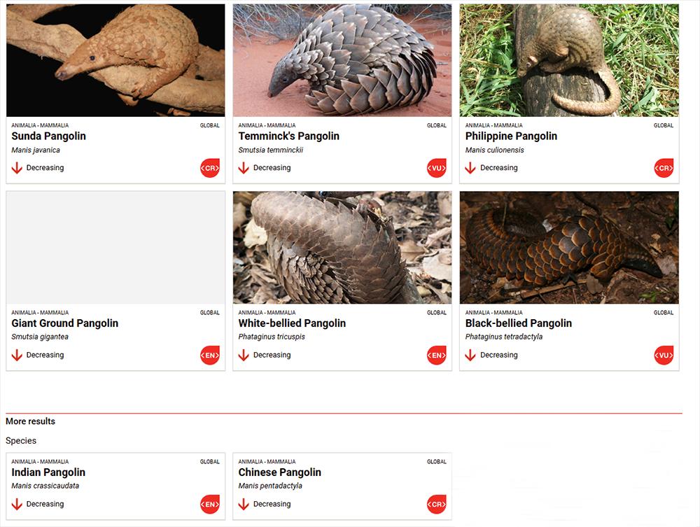 Eight Species of Pangolins