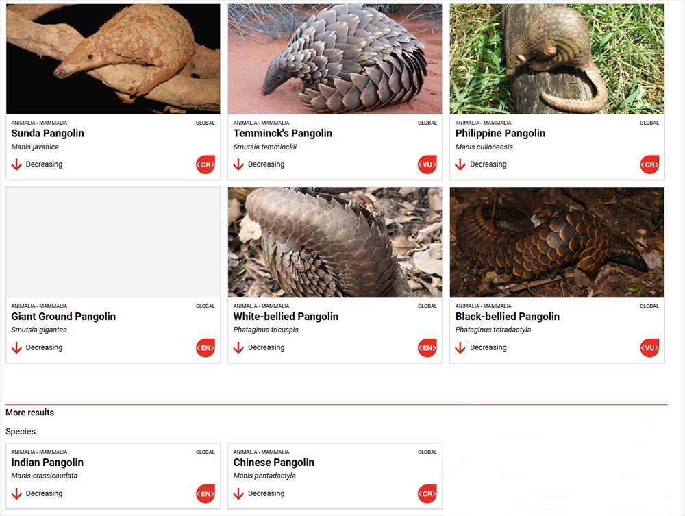 World Pangolin Day A New Species The Great Projects World Pangolin Day A New Species The Great Projects