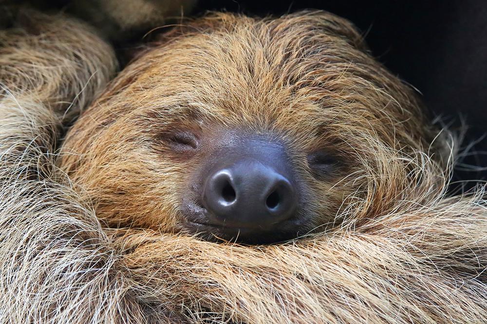 Sloth Conservation & Wildlife Experience