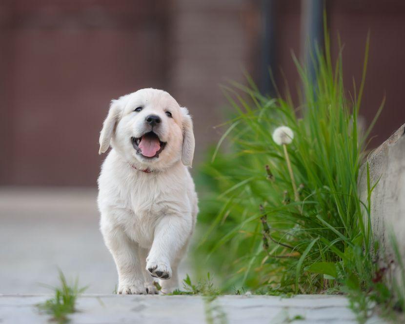 happy puppy