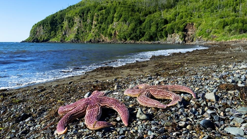 Invasive Northern Pacific Seastar