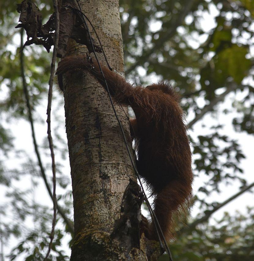 Orangutan climbing a tree