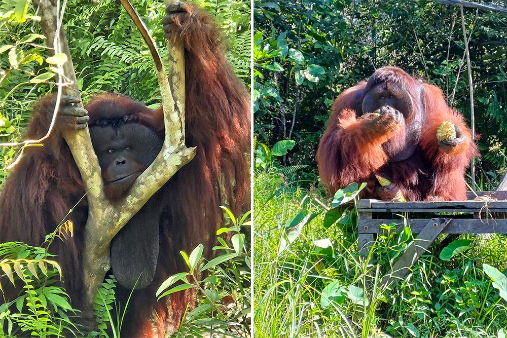 Samboja Lestari Orangutans on Islands