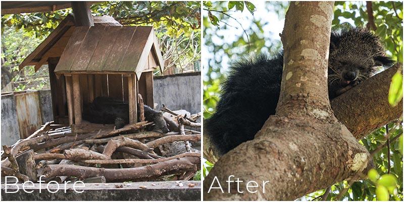 Harry binturong Laos Wildlife Sanctuary