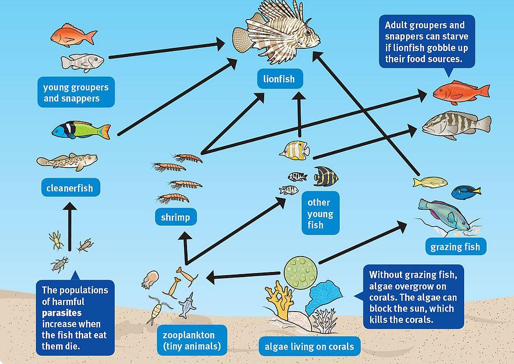 Lionfish Graphic