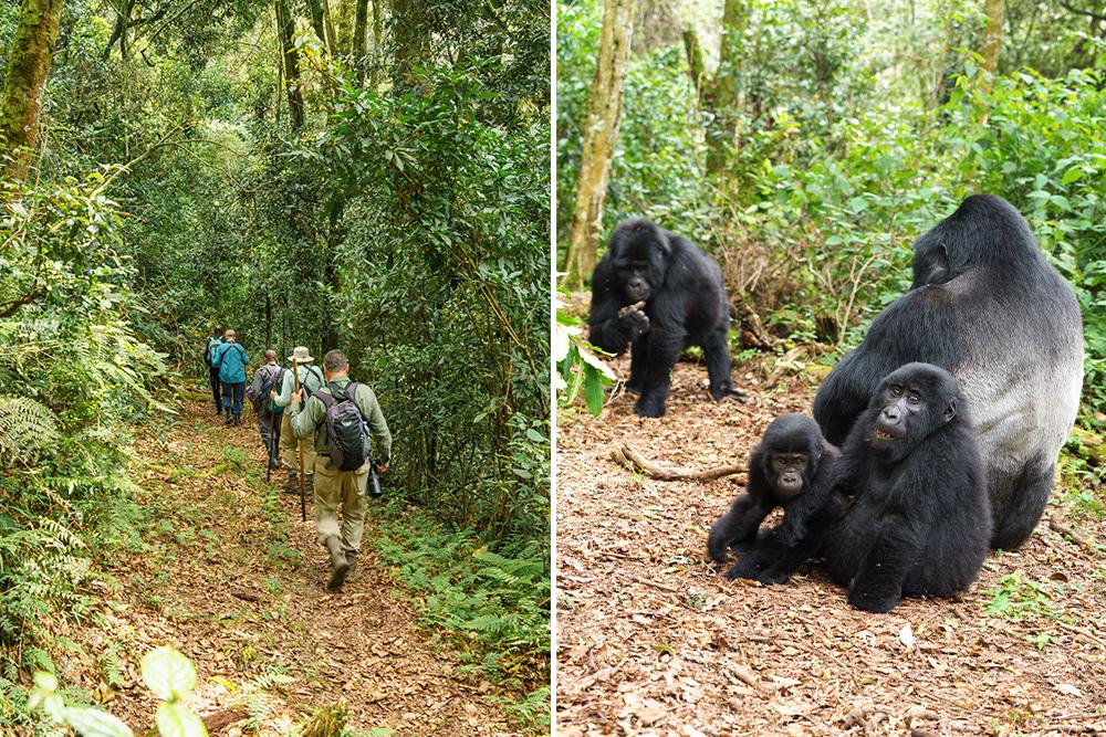 Gorilla Trek 