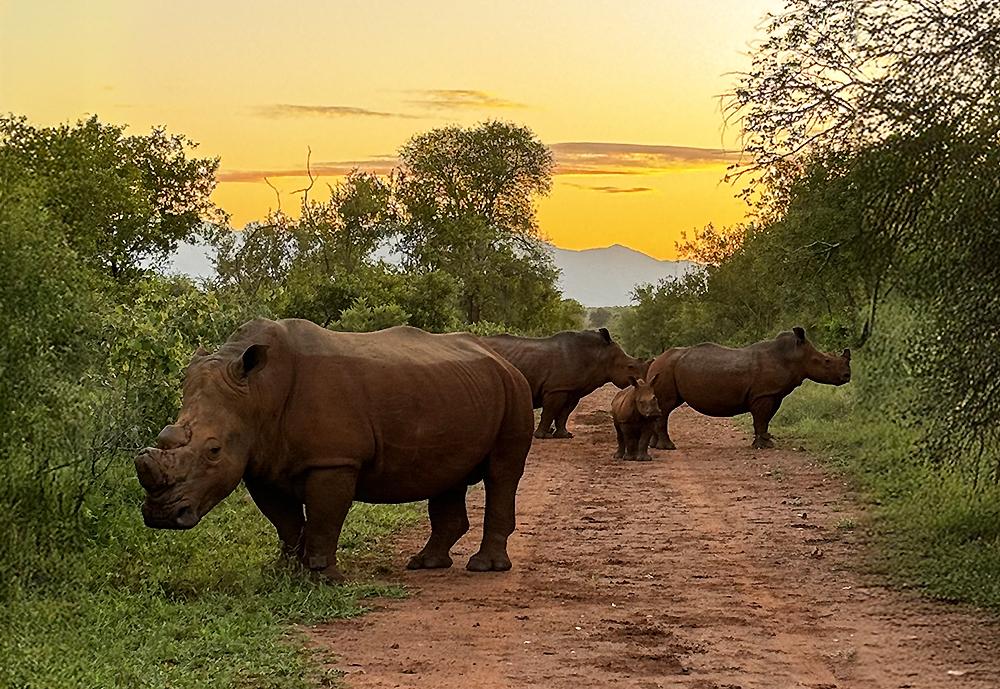 A Future Full of Rhinos