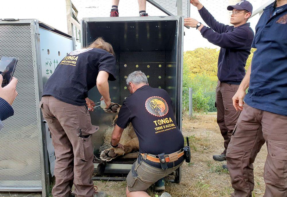 Translocating the Lions - Tonga Terr d'Accueil to SanWild Sanctuary & Reserver