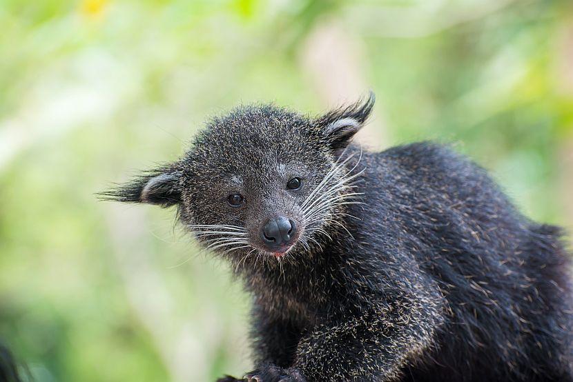 Binturong 