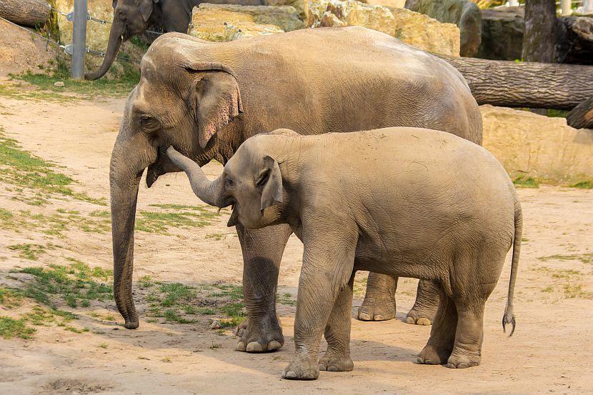 Baby elephant