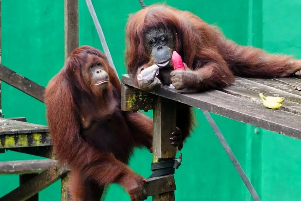 Ice Lolly Enrichment The Great Orangutan Project