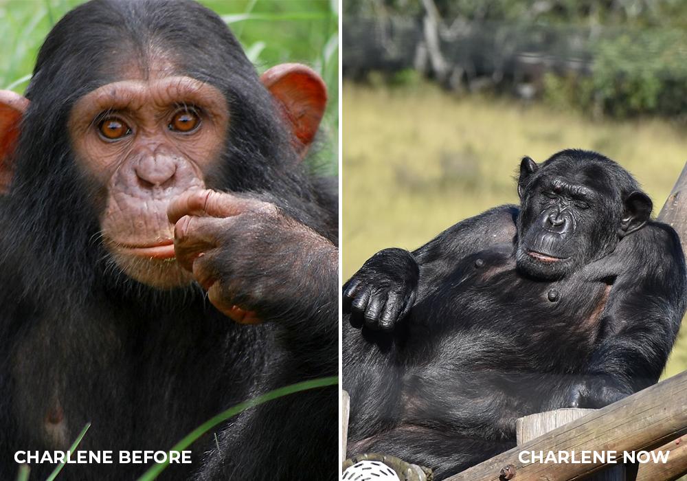 Chimp Charlene Before & After Life at Chimp Eden