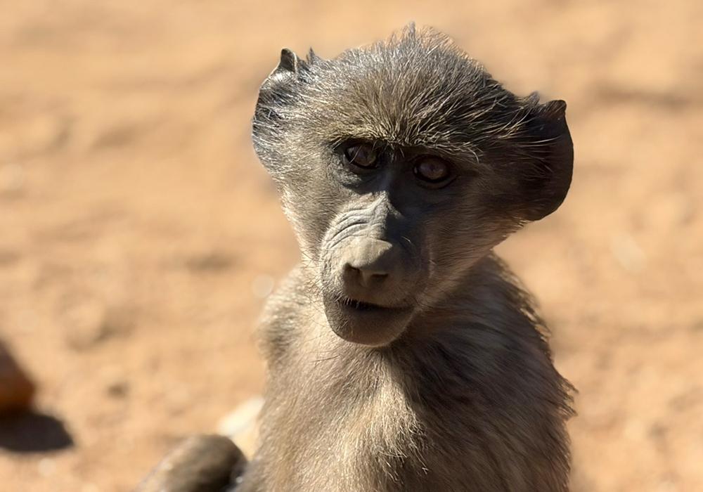 Baboon on Enrichment Walk