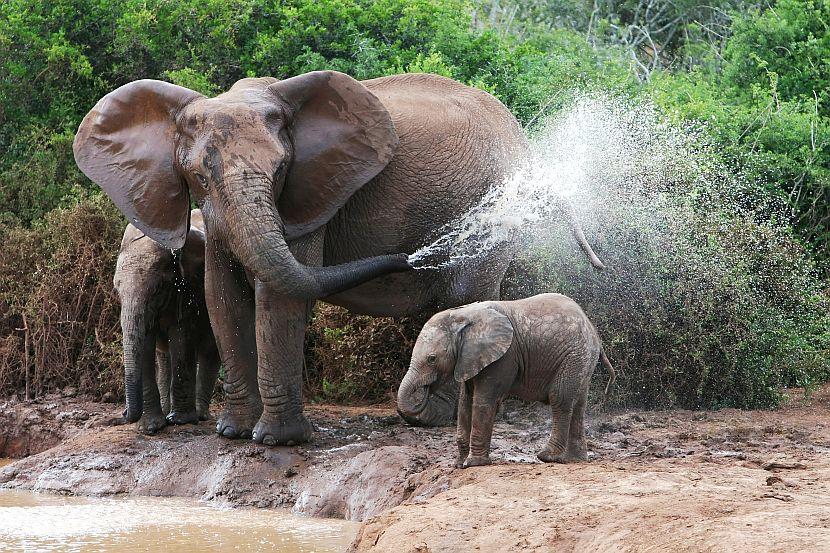 Baby Elephant in Africa