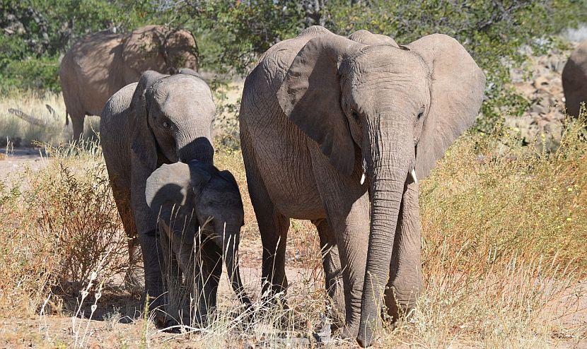 Family of elephants