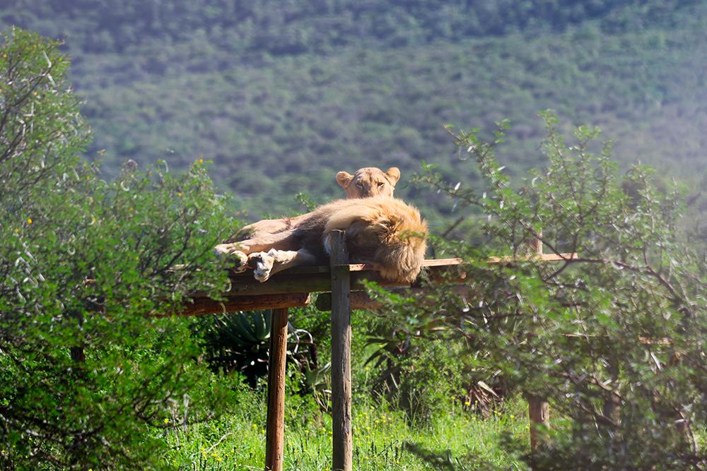 Born Free Visit