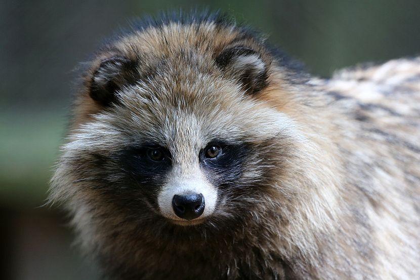 Small Raccoon Dog