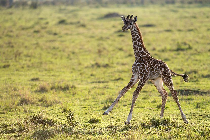 Baby Giraffe