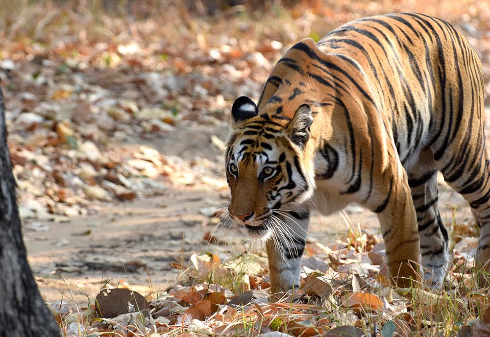 International Tiger Day 2024 - A Hopeful Future