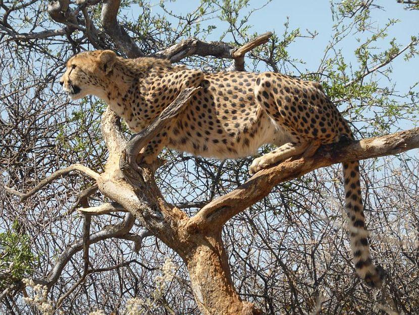 Namibia Cheetah