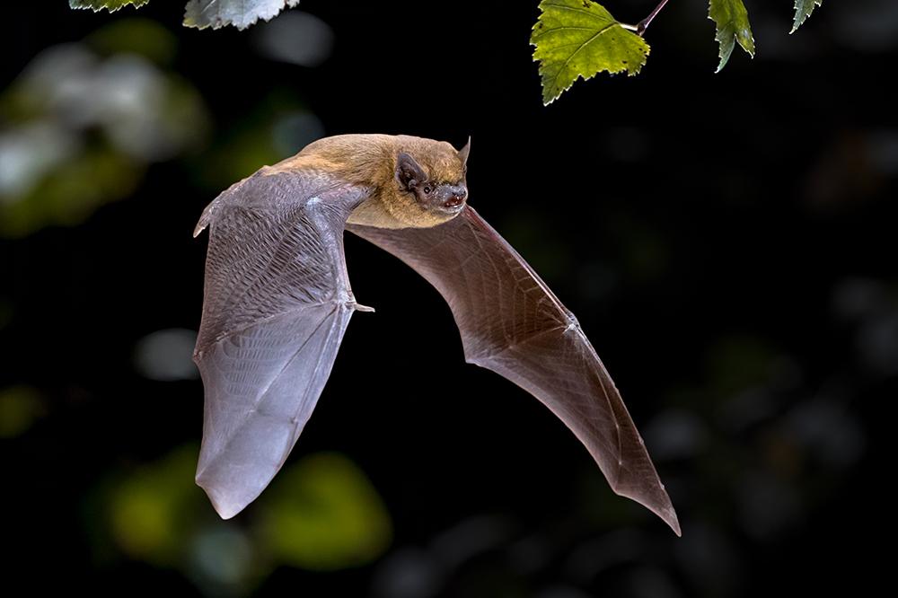 Common Pipistrelle