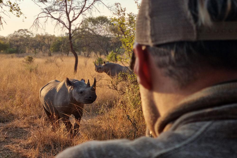 Wildlife Collective Nouns and Volunteering