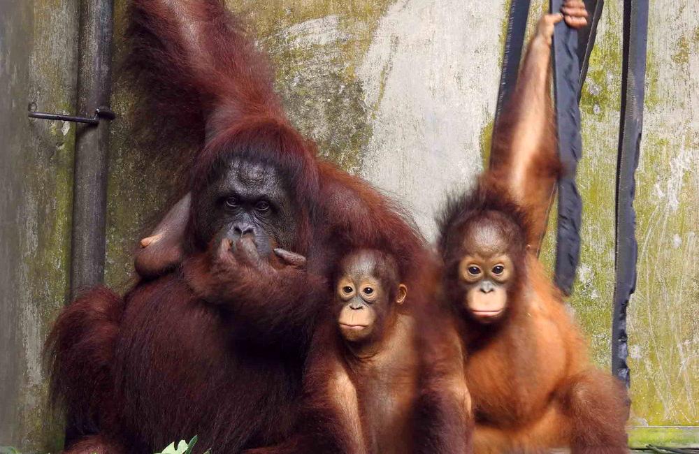 Orangutan Mother Du and babies Dai and Dumel - Nyaru Menteng Orangutan Sanctuary