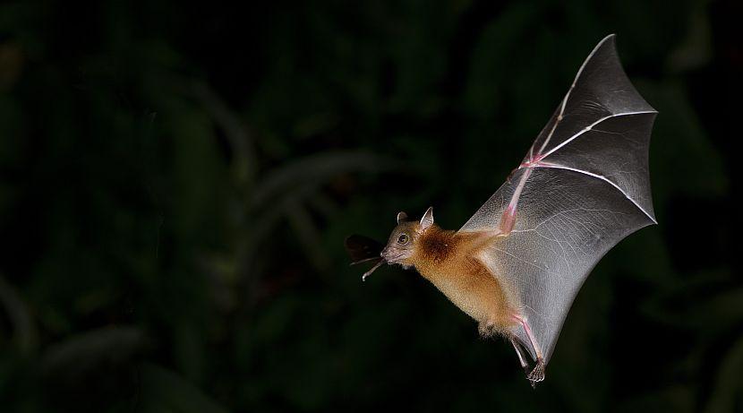 Bat flying