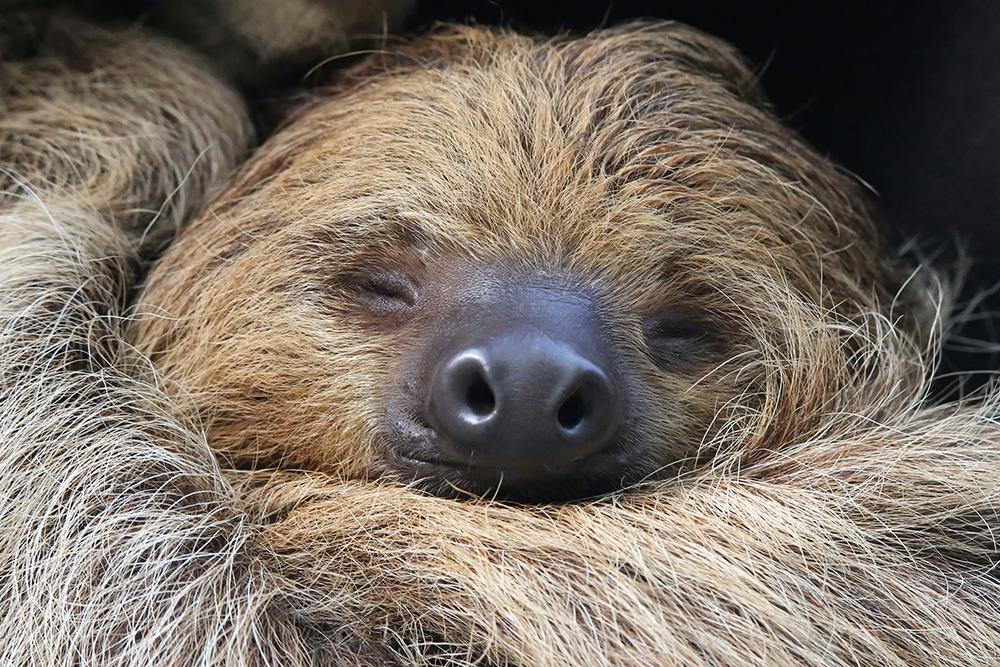Sloth Conservation & Wildlife Experience
