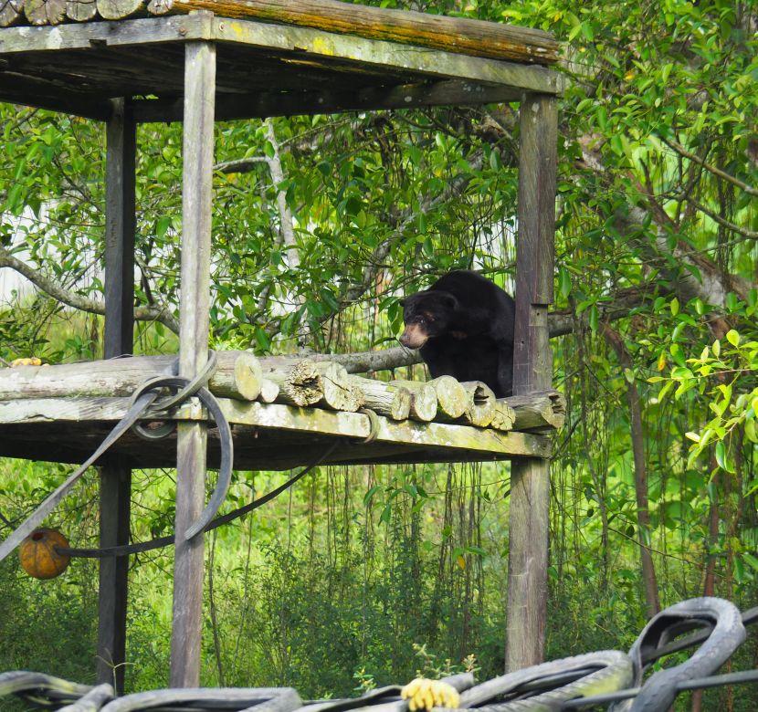 sun bears 