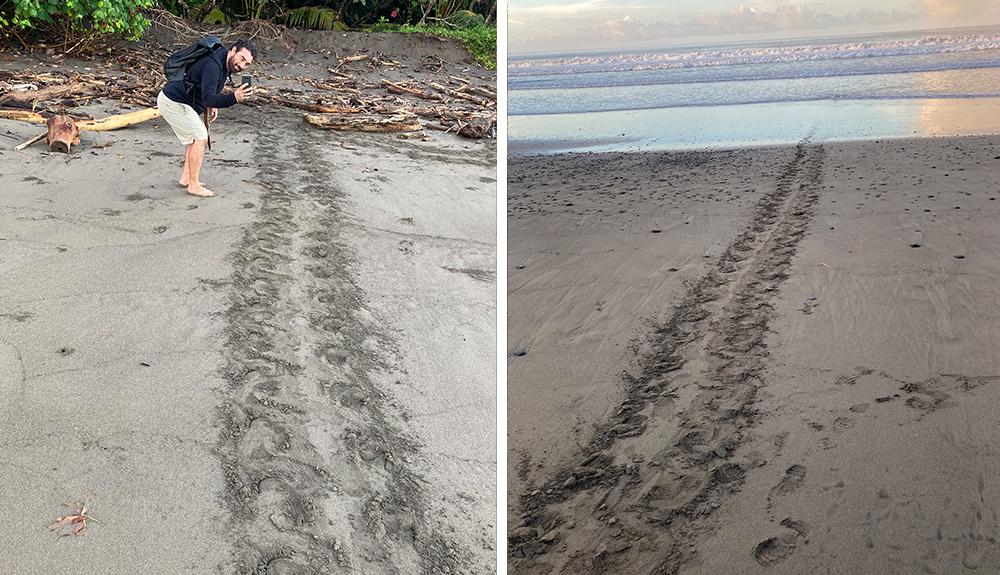 Turtle Tracks - Costa Rica Volunteer Experience