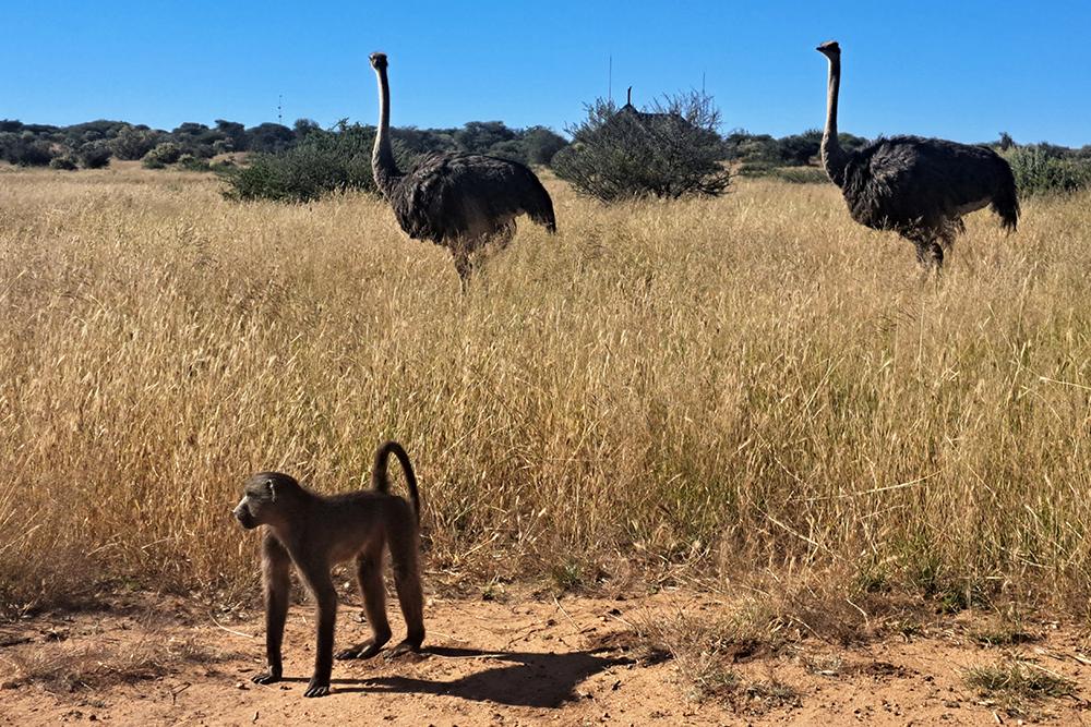 Namibia Wildlife Sanctuary - Baboon Walk