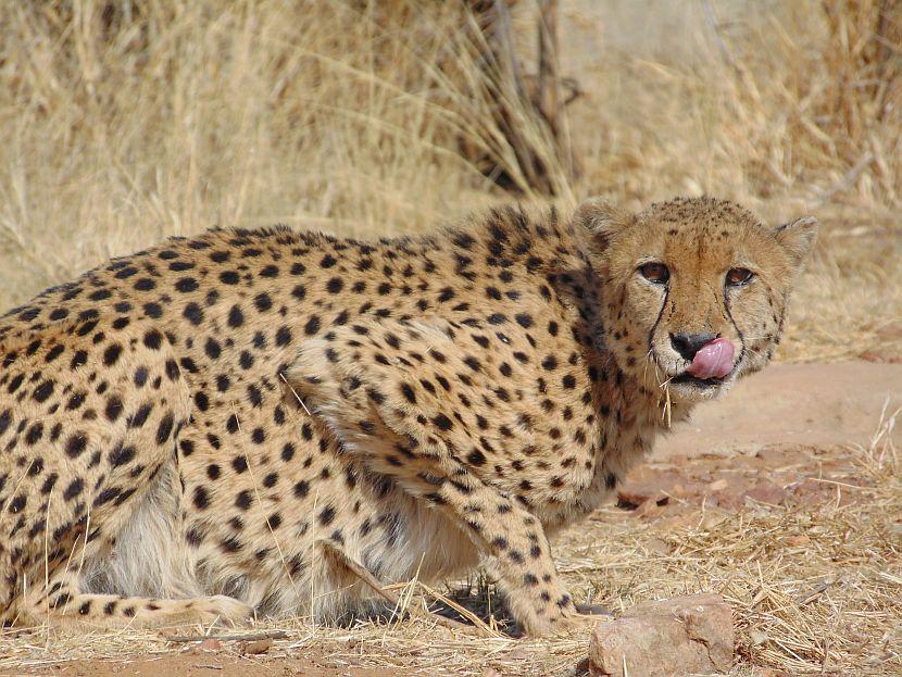 Cheetah in Namibia