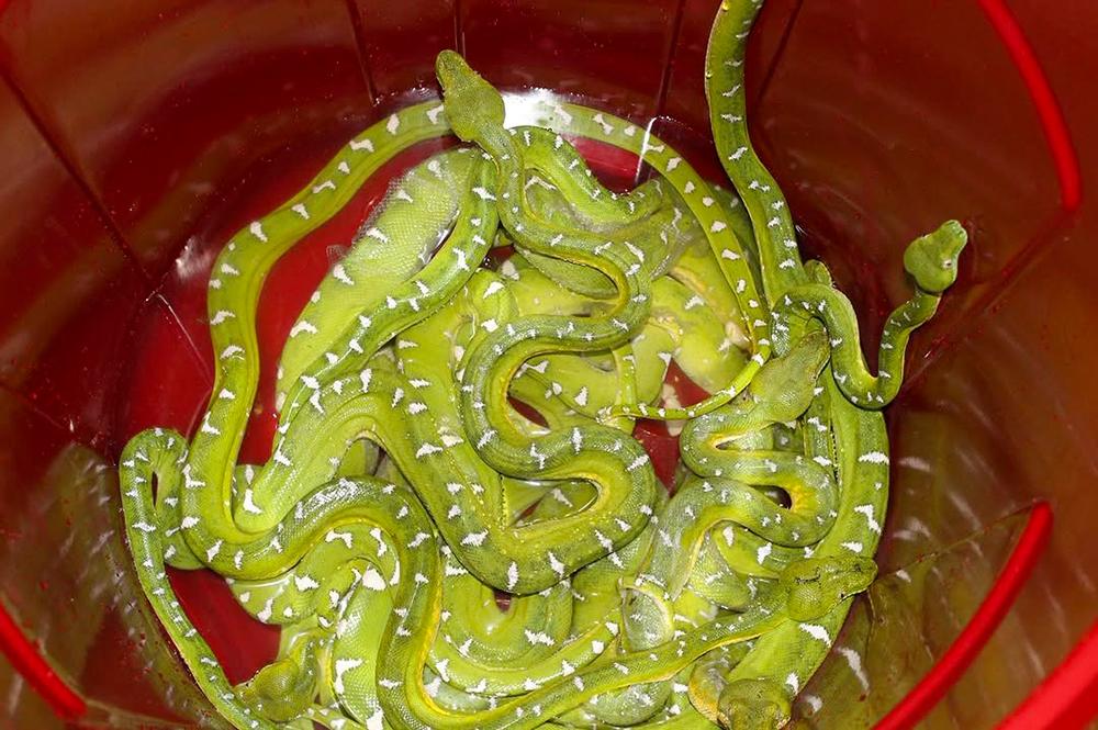Bucket of snakes rescued from the illegal wildlife trade