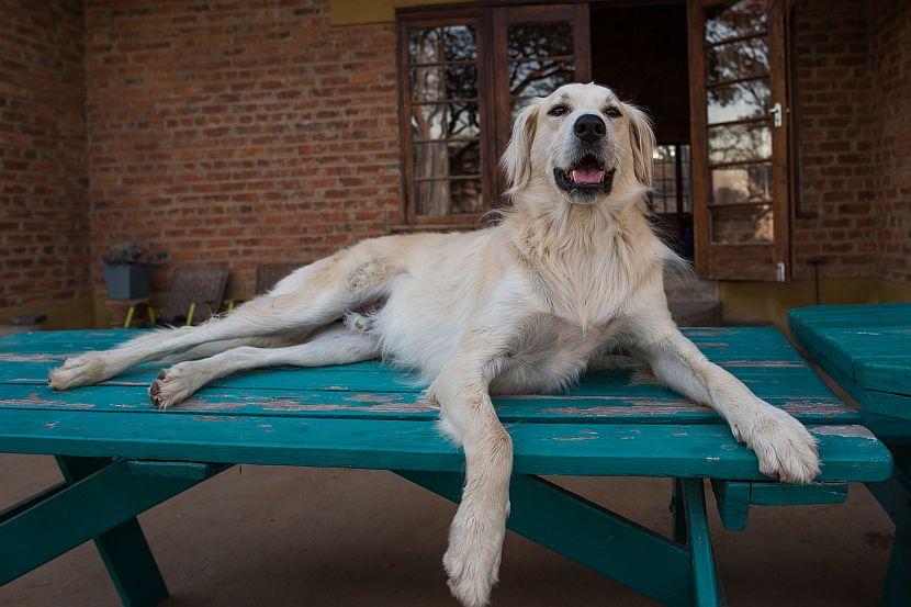 Dog in Zimbabwe