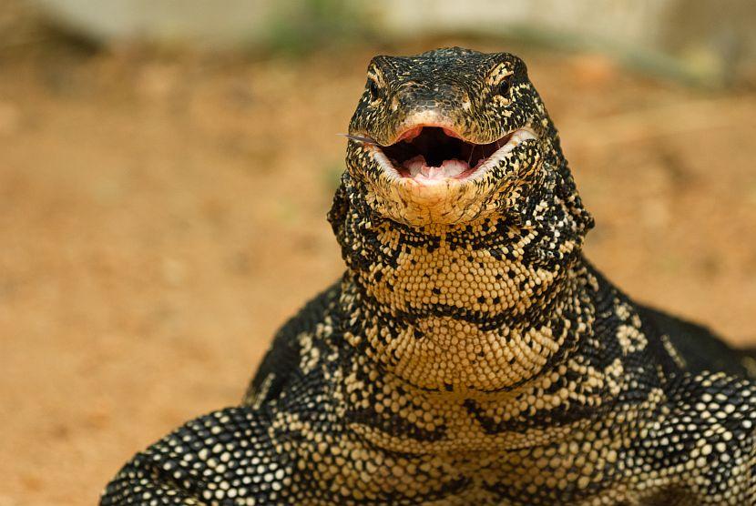 Monitor Lizard