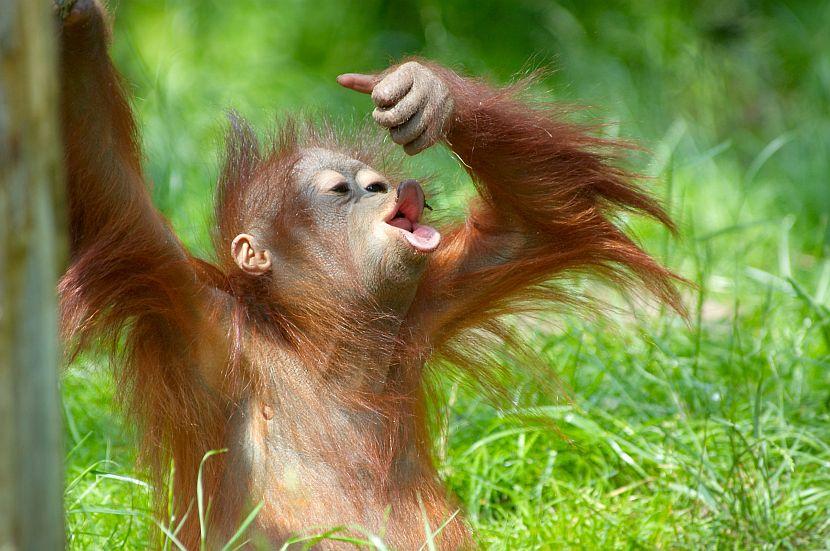 Borneo Orangutan