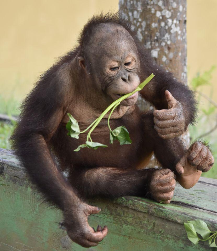 baby orangutan 