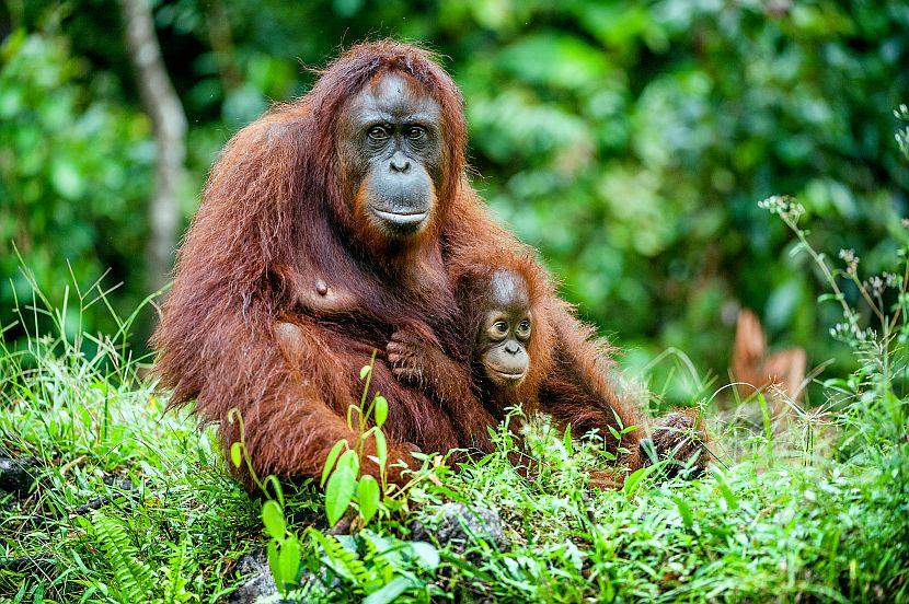 Orangutan and baby