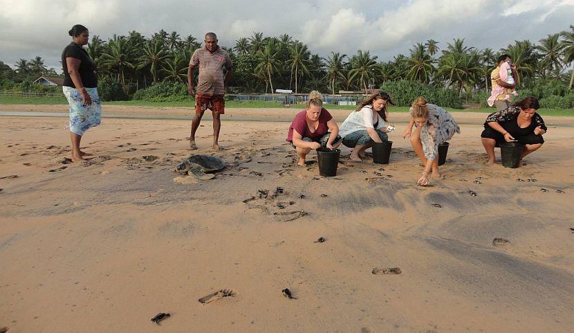 Turtle Release