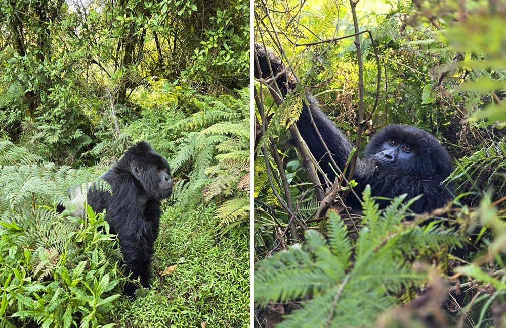 Gorillas - The Great Gorilla Project