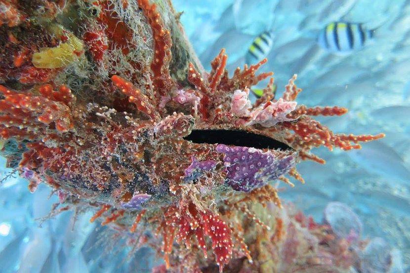 Raja Ampat Coral