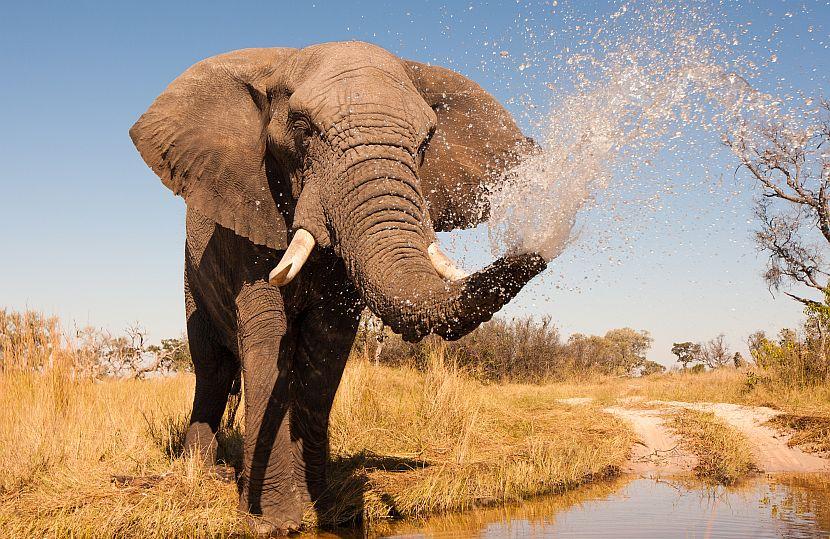 Elephant Spraying Water