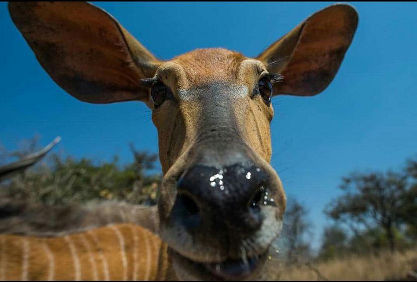 Nyala in Zimbabwe