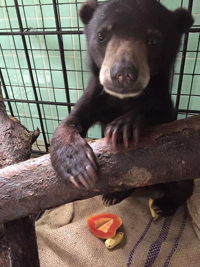 Baby Sun Bear